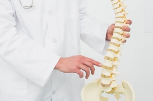 The human spine
