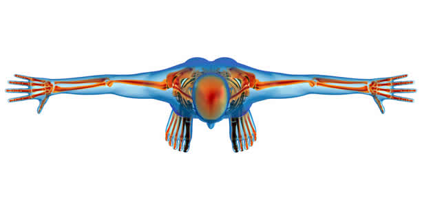 Joints and skeleton image