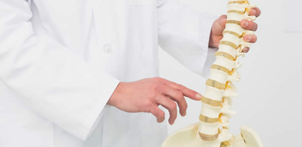 The spine image